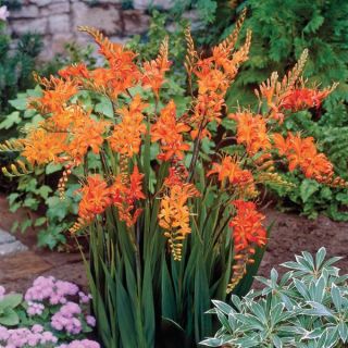 Saffron Fire Flowers Crocosmia Thumbnail